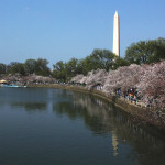 cherry blossoms 1