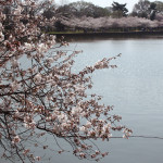 cherry blossoms 2