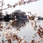 cherry blossoms 4